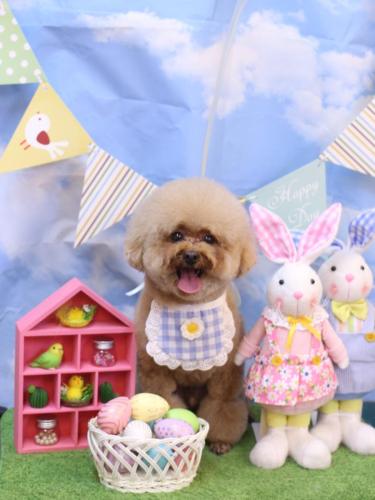 20240323ピノくん